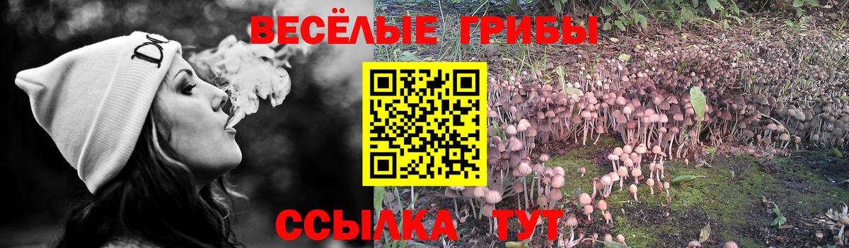 Новозыбков  Галлюциногенные грибы мухоморы  Вход с VPN 