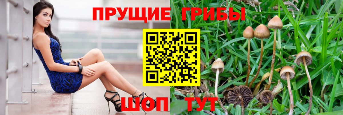 Галлюциногенные грибы мухоморы Новозыбков